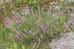 Purple prairie clover